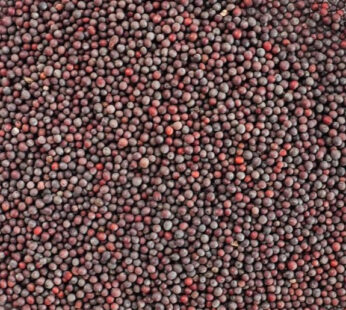 Mustard Whole ఆవాలు