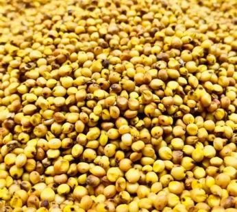 Jowar జొన్నలు