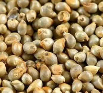 Sajjalu సజ్జలు