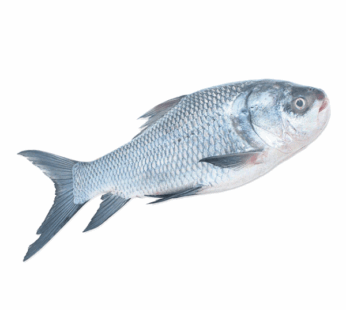 Catla Fish బొచ్చ చేప
