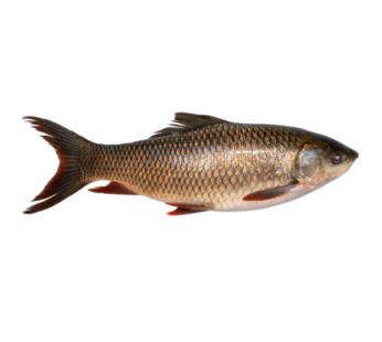 Indian salmon Fish రవ్వ చేప