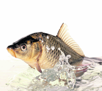 Gold Fish బంగారు తీగ